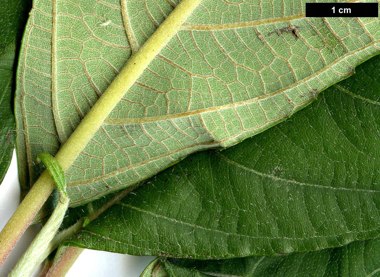 High resolution image: Family: Hydrangeaceae - Genus: Hydrangea - Taxon: aspera - SpeciesSub: subsp. strigosa